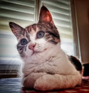 Chaton couché