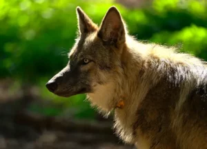 Chien de profil