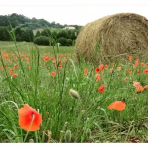 Balle de paille et coquelicots