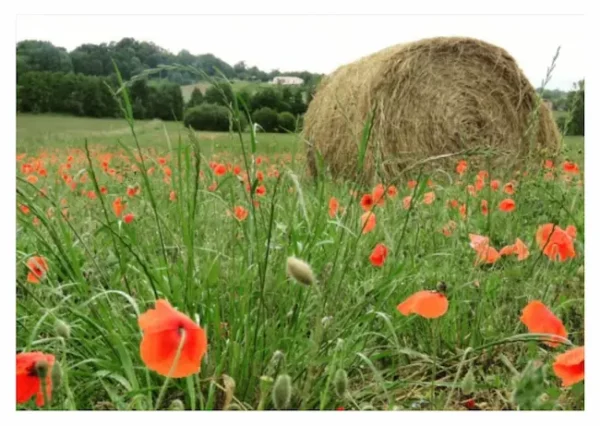 Balle de paille et coquelicots