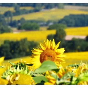 Un tournesol dans le vallon