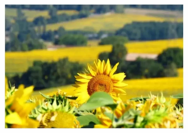Un tournesol dans le vallon