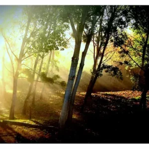 Rayons de soleil dans les arbres