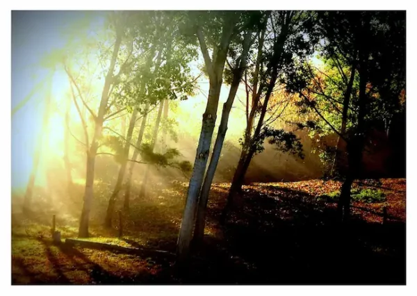 Rayons de soleil dans les arbres