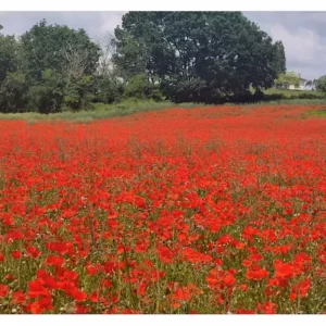 champ de coquelicots