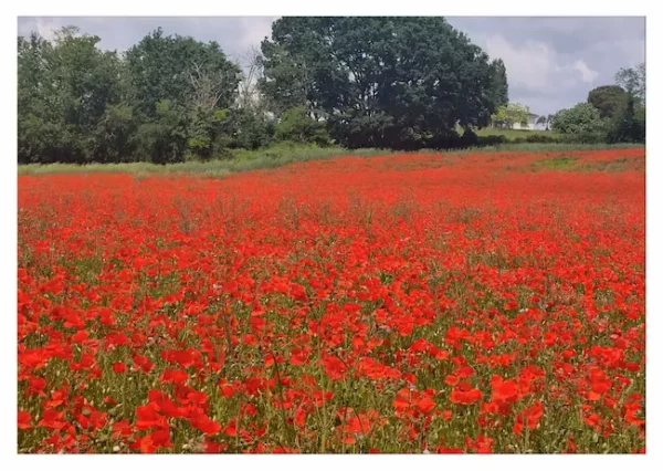 champ de coquelicots