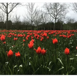 Champ de fleurs rouges et rideau d'arbres