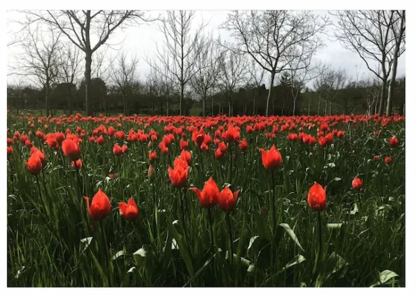 Champ de fleurs rouges et rideau d'arbres
