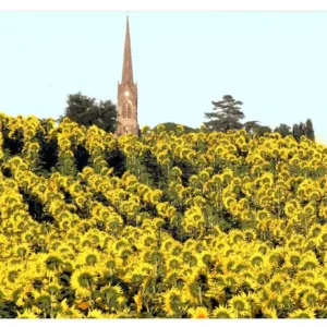 Tournesols et clocher