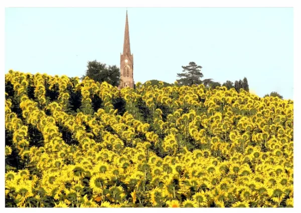 Tournesols et clocher