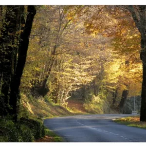 Voûte d'arbres sur la route