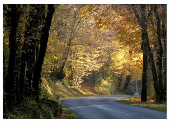 Voûte d'arbres sur la route