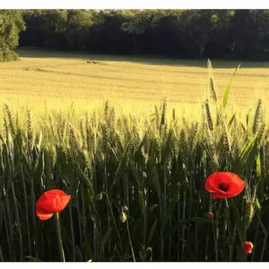 Blés et coquelicots