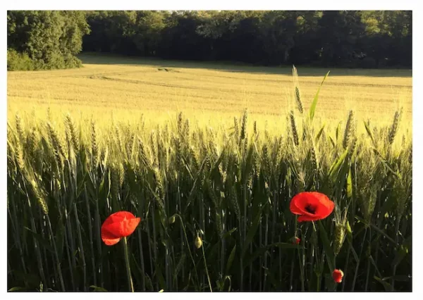 Blés et coquelicots