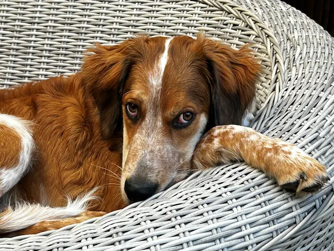 Chien couché dans une panière Chien couché dans une panière