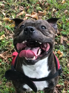 Naïko, un staffy d'amour