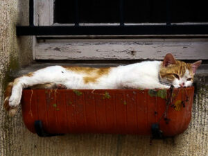 Le chat-fleur