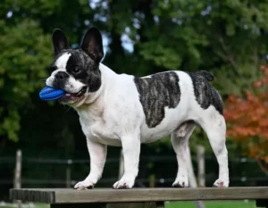 Le bouledogue français