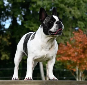 Le bouledogue français