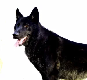 Magnifique Balou !
