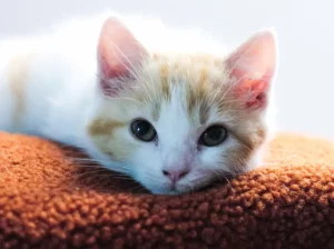 Chat couché