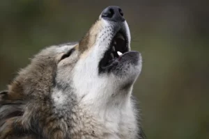 Loup hurlant