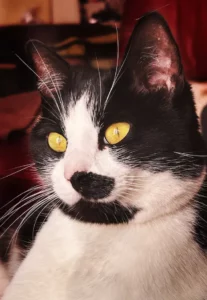Les chats apaisent l’âme dit-on…